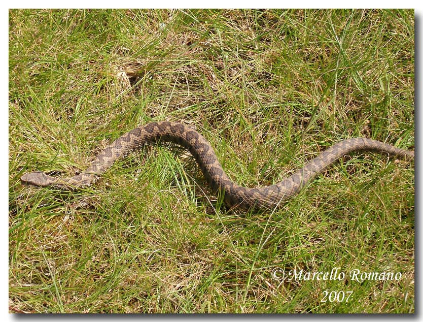 Incontro con la Vipera aspis nella Sicilia meridionale